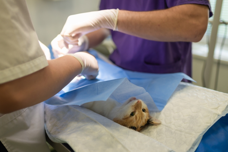 veterinaire-ARTIGNOSC SUR VERDON-min_health-4385852